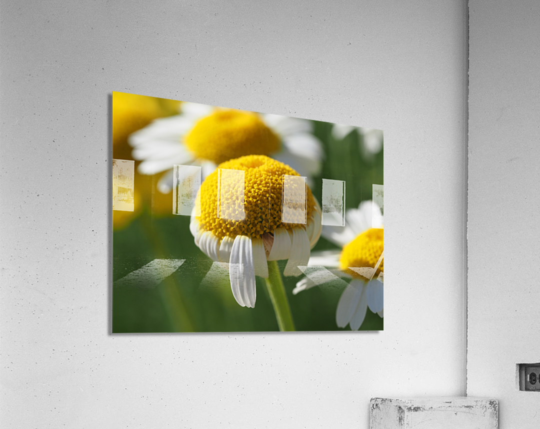 Chamomile Acrylic Print