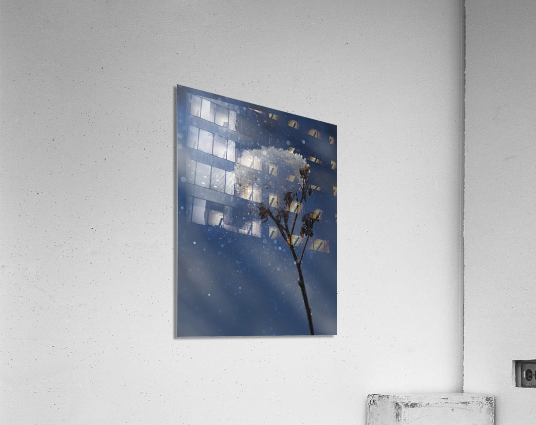 Frozen Top Acrylic Print