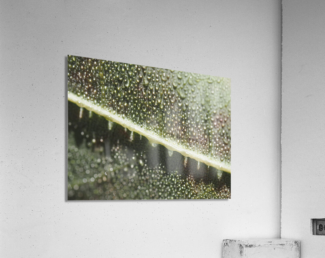 Leaf with Morning Dew Acrylic Print