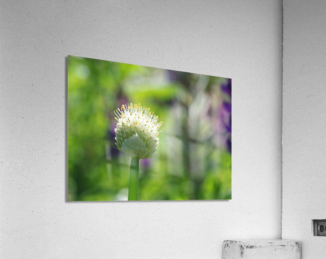 Pretty Onion Acrylic Print