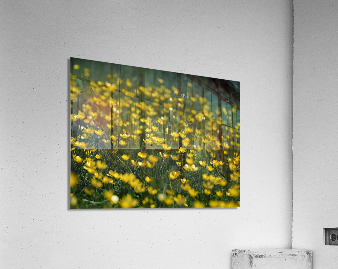 Tall Buttercup Field Acrylic Print