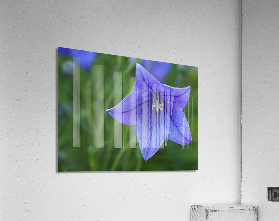 Balloon Flower Acrylic Print