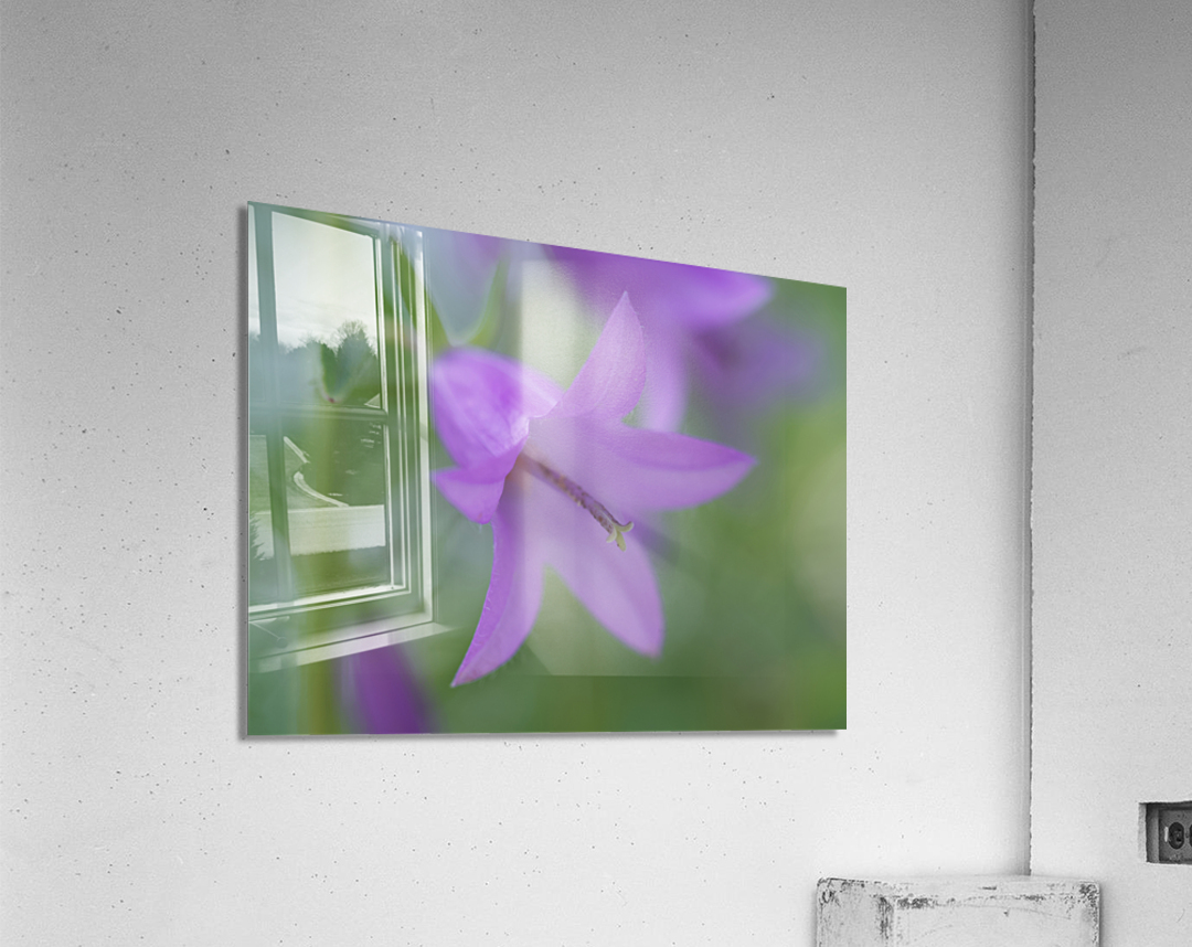 Purple Bell Acrylic Print
