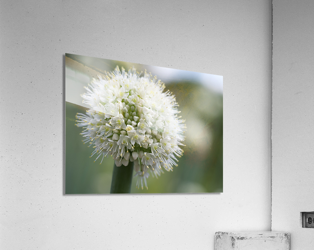 Allium Pskemense Acrylic Print