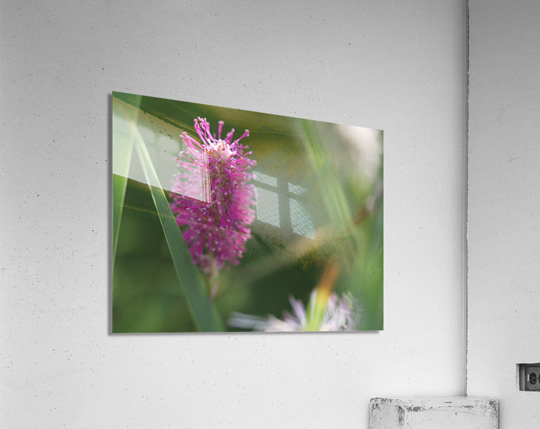 Lilac Squirrel Acrylic Print