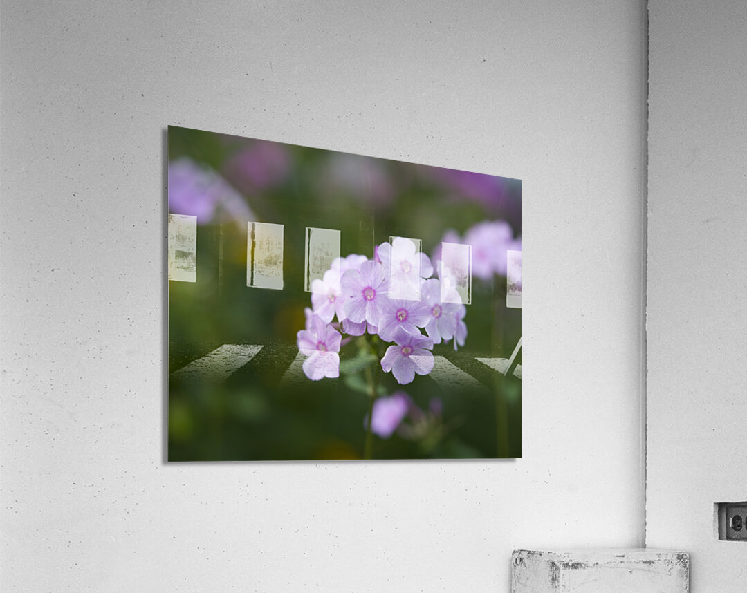 Delicate Ones Acrylic Print