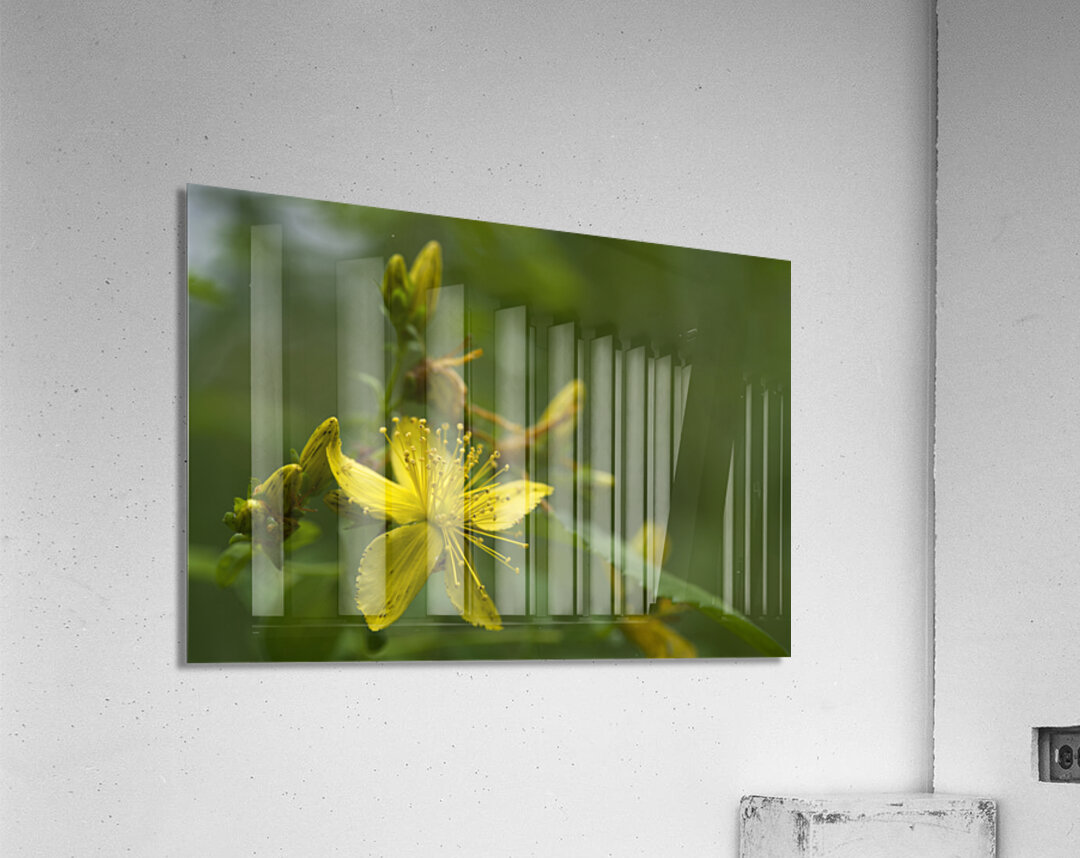 Goat Weed Acrylic Print