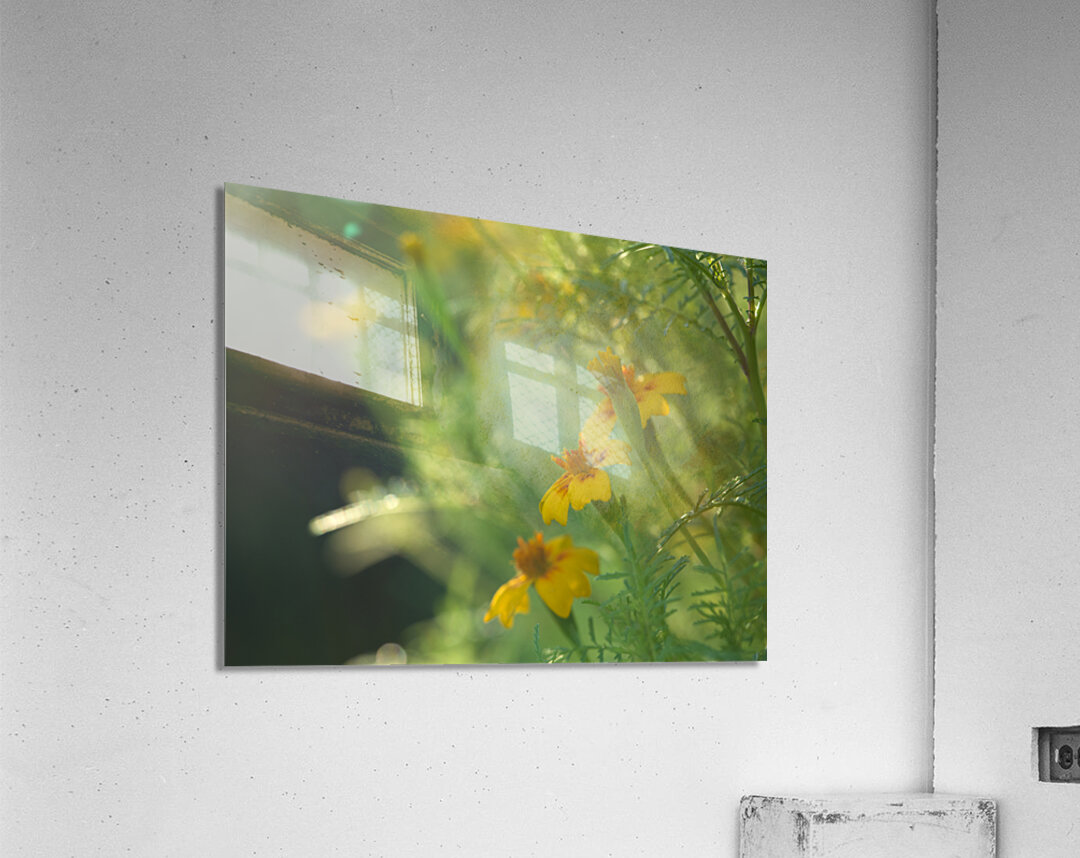 Wild Marigolds Acrylic Print