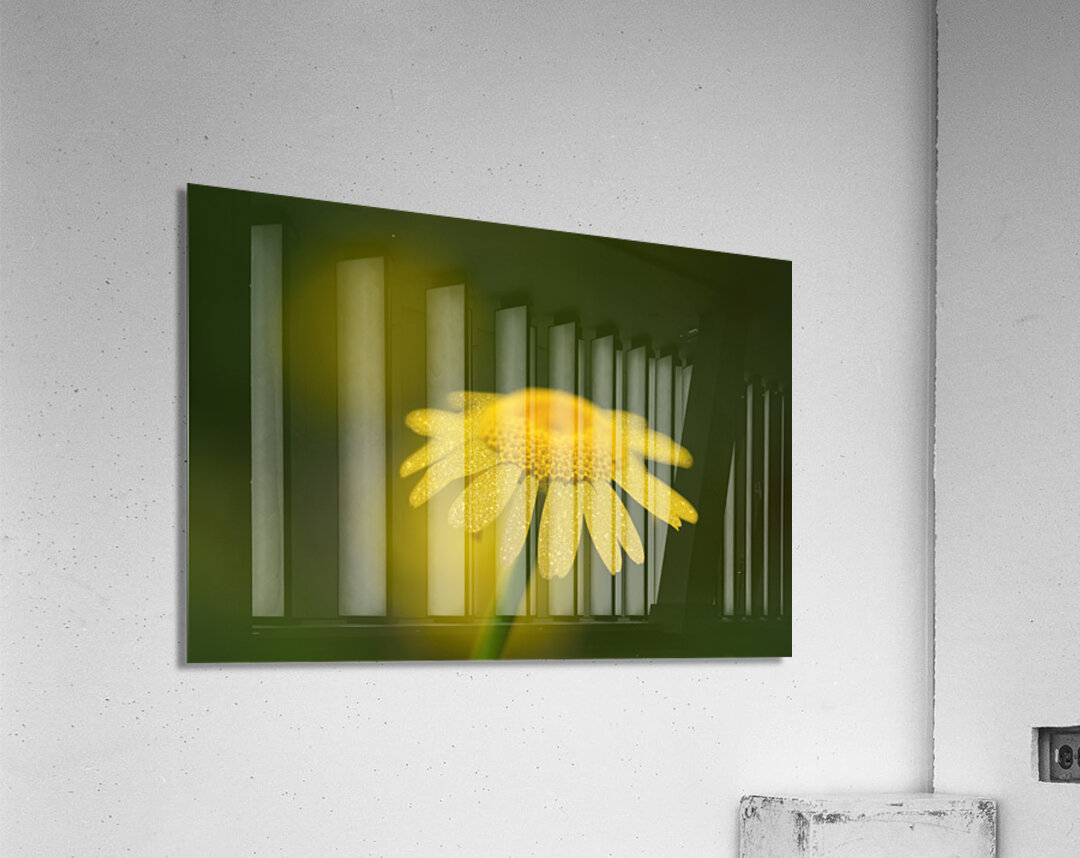 Golden One Acrylic Print