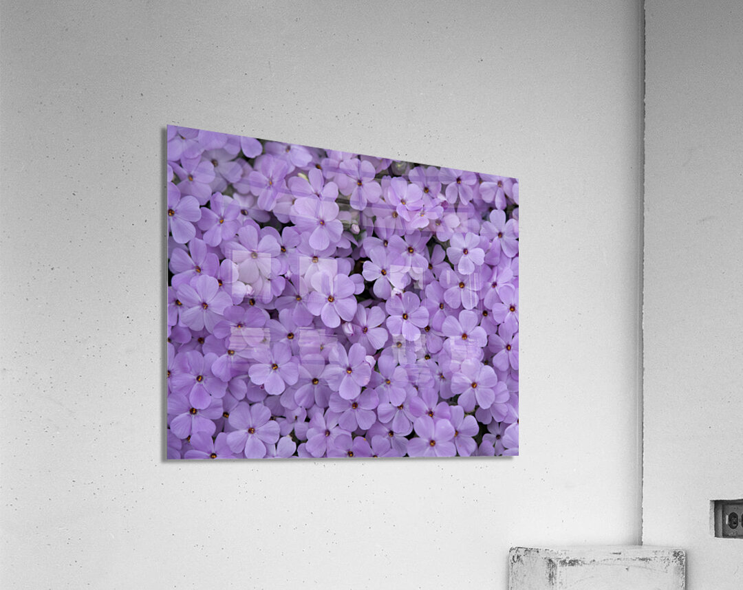 Pink Groundcover Acrylic Print