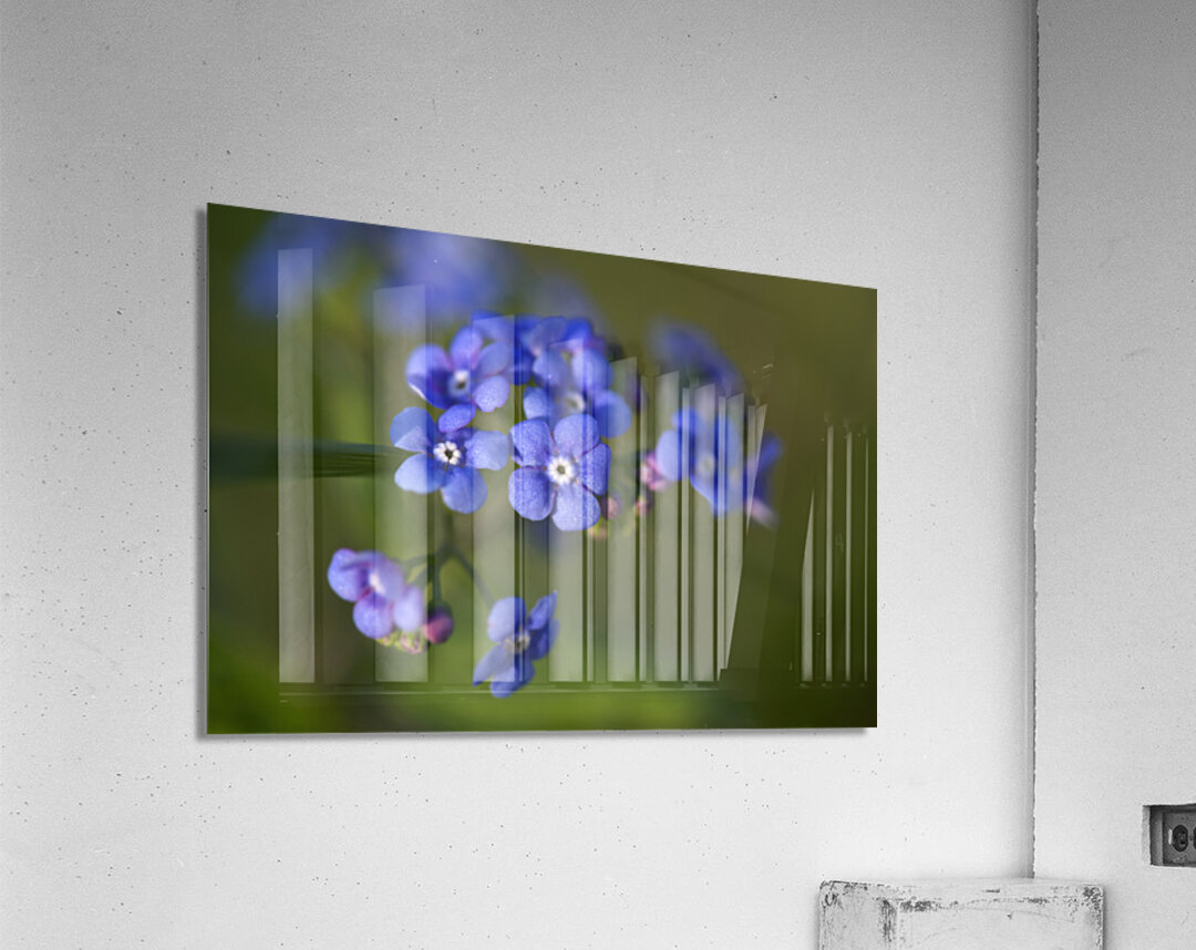 Beautiful in Blue Acrylic Print