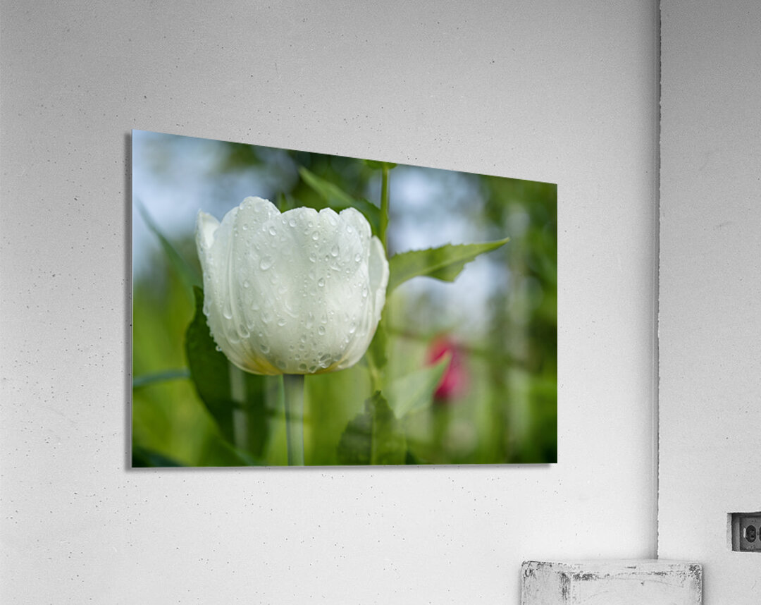 The Plumpy One Acrylic Print