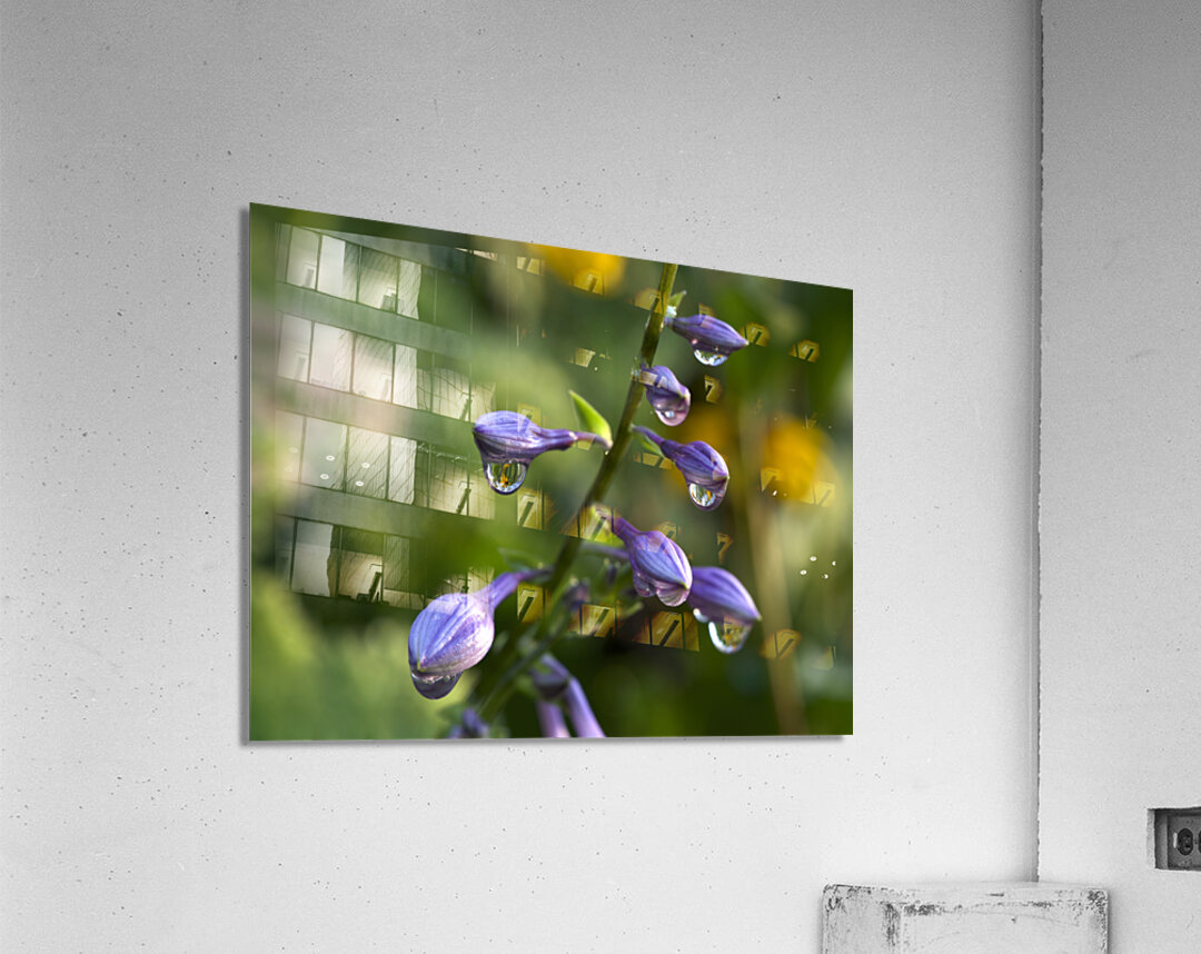 Rain Drops Acrylic Print