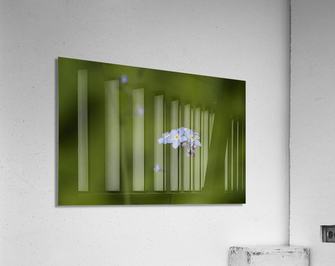 Tiny Blue Beauties Acrylic Print