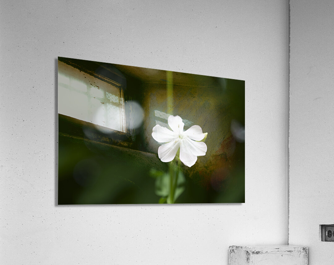 Catchfly Acrylic Print