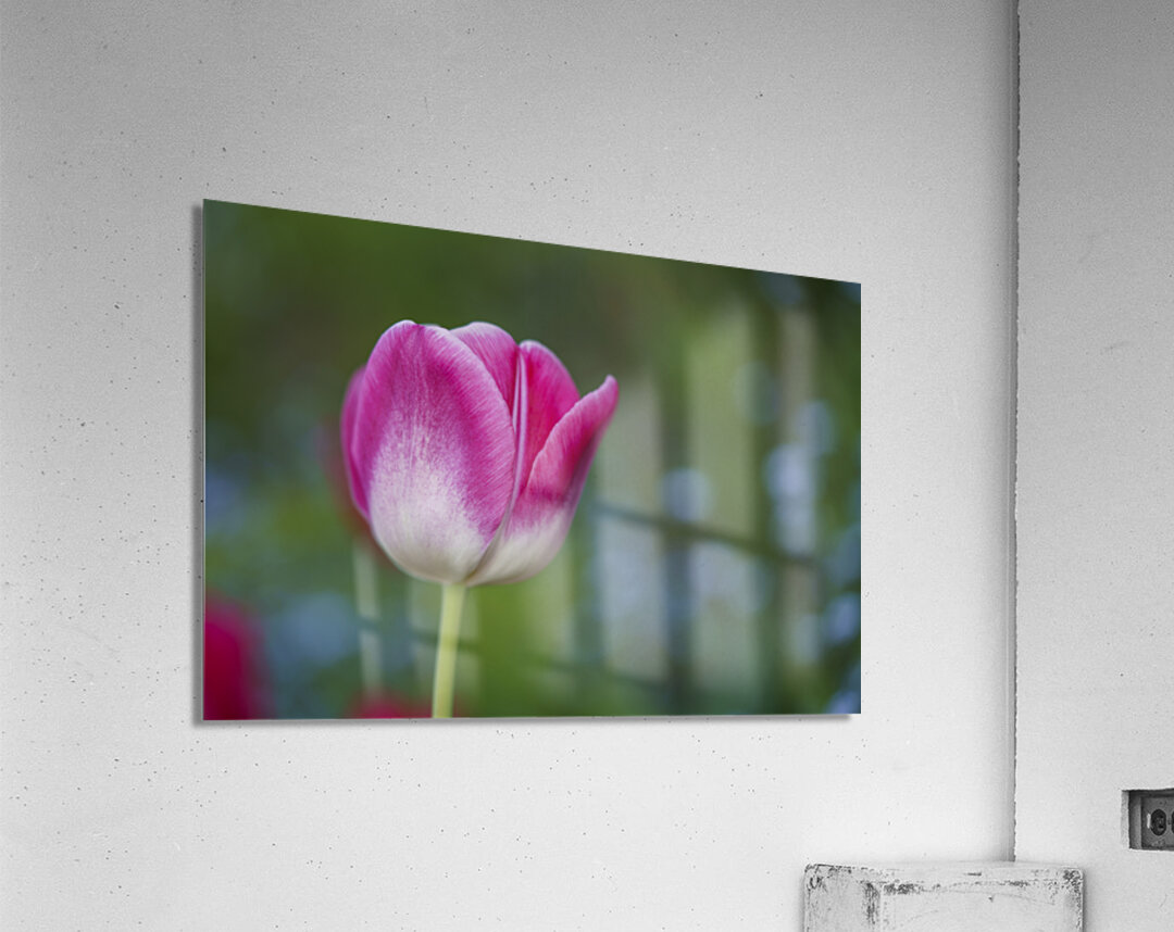 Barbie Pink Acrylic Print