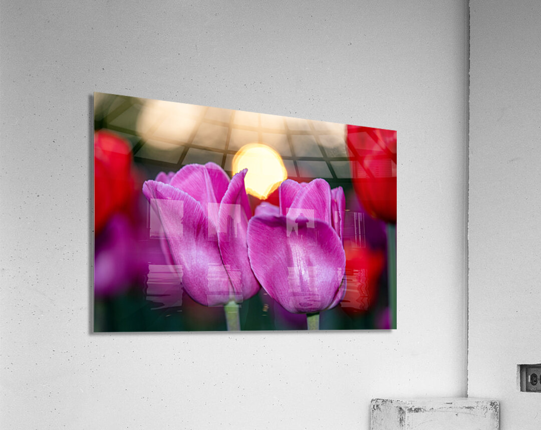 Two Amigos Acrylic Print