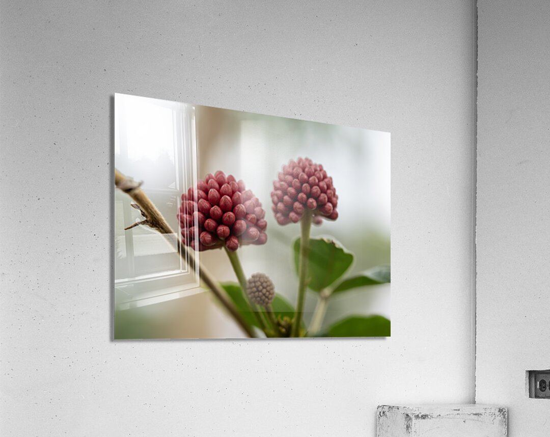 Powder Puff Buds Acrylic Print