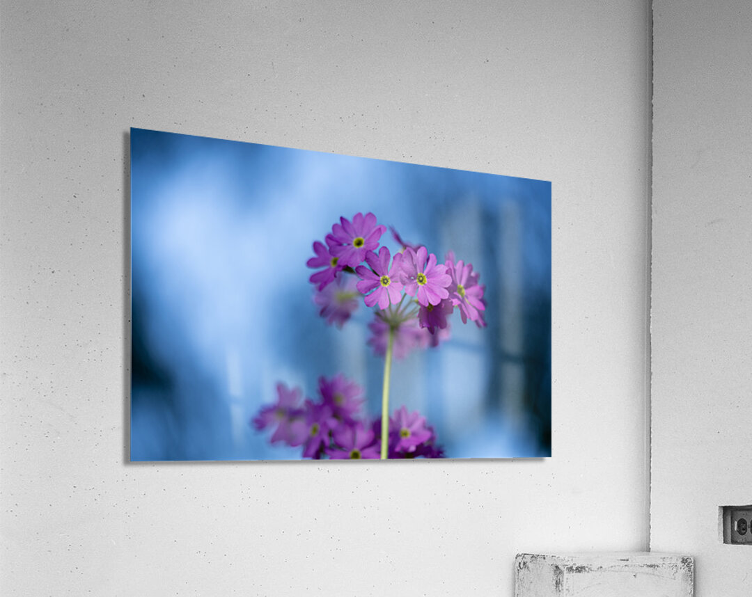 Pink and Blue Acrylic Print