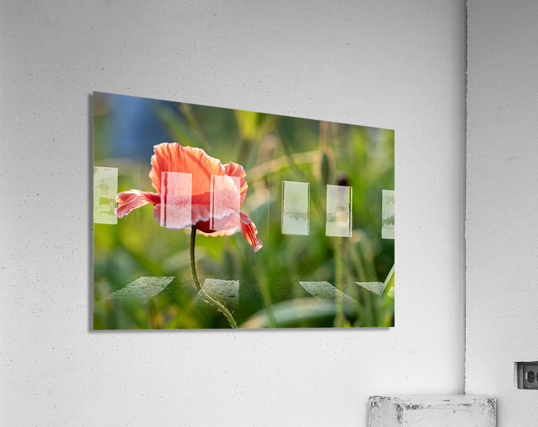 Pretty Poppy Acrylic Print