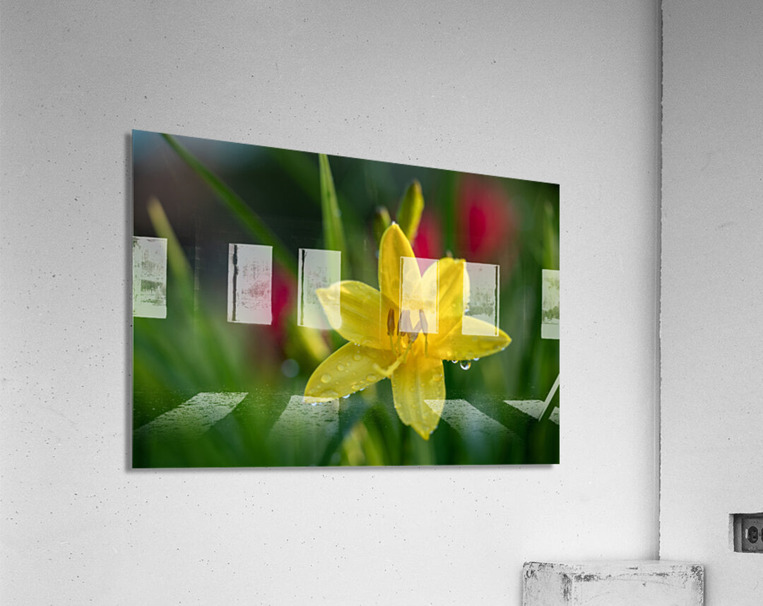 Wet Daylily Acrylic Print