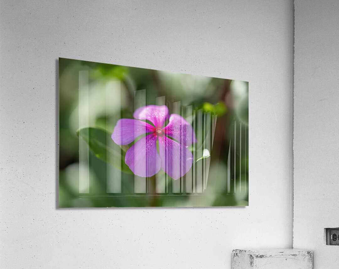 Pink Periwinkle Acrylic Print