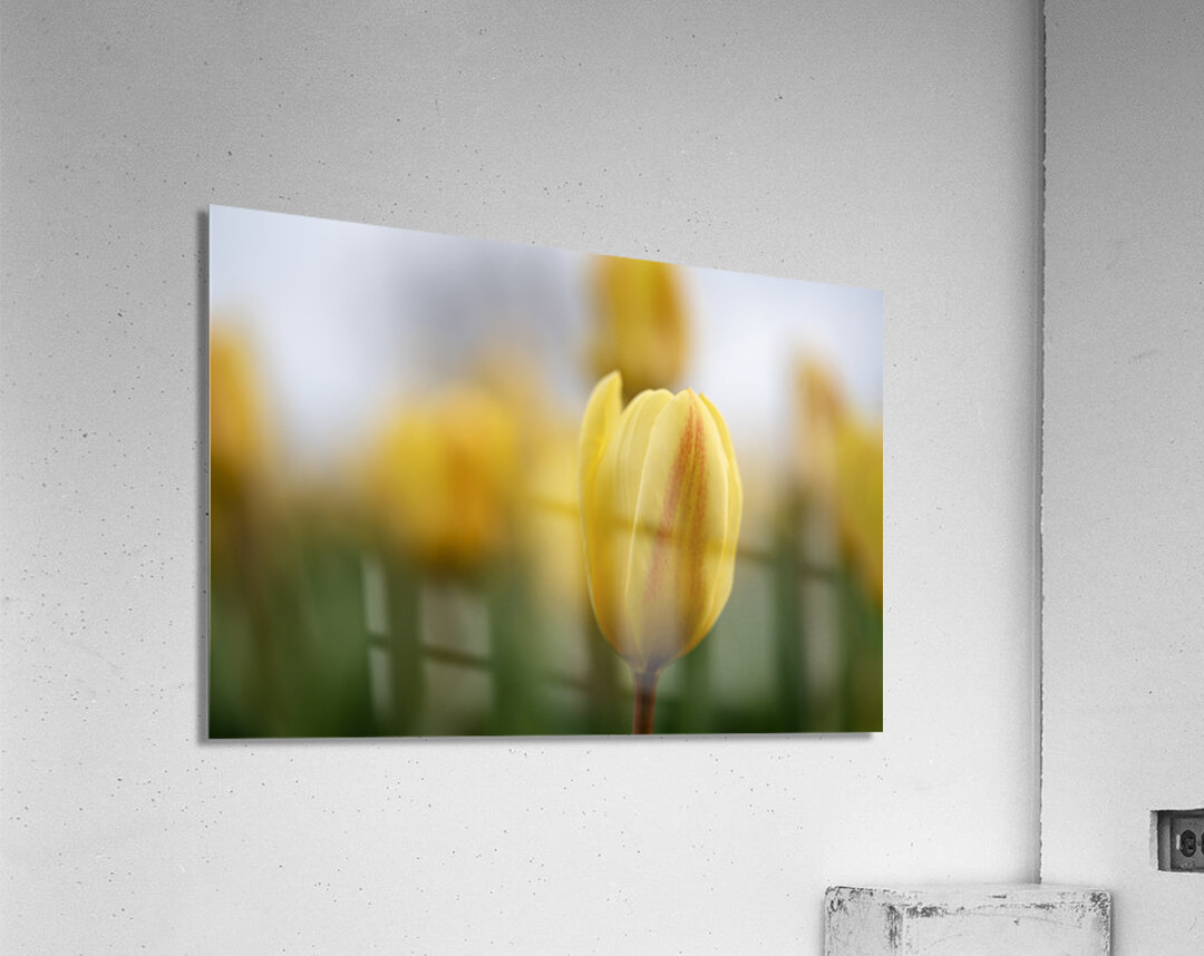 Yellow Radiance Acrylic Print