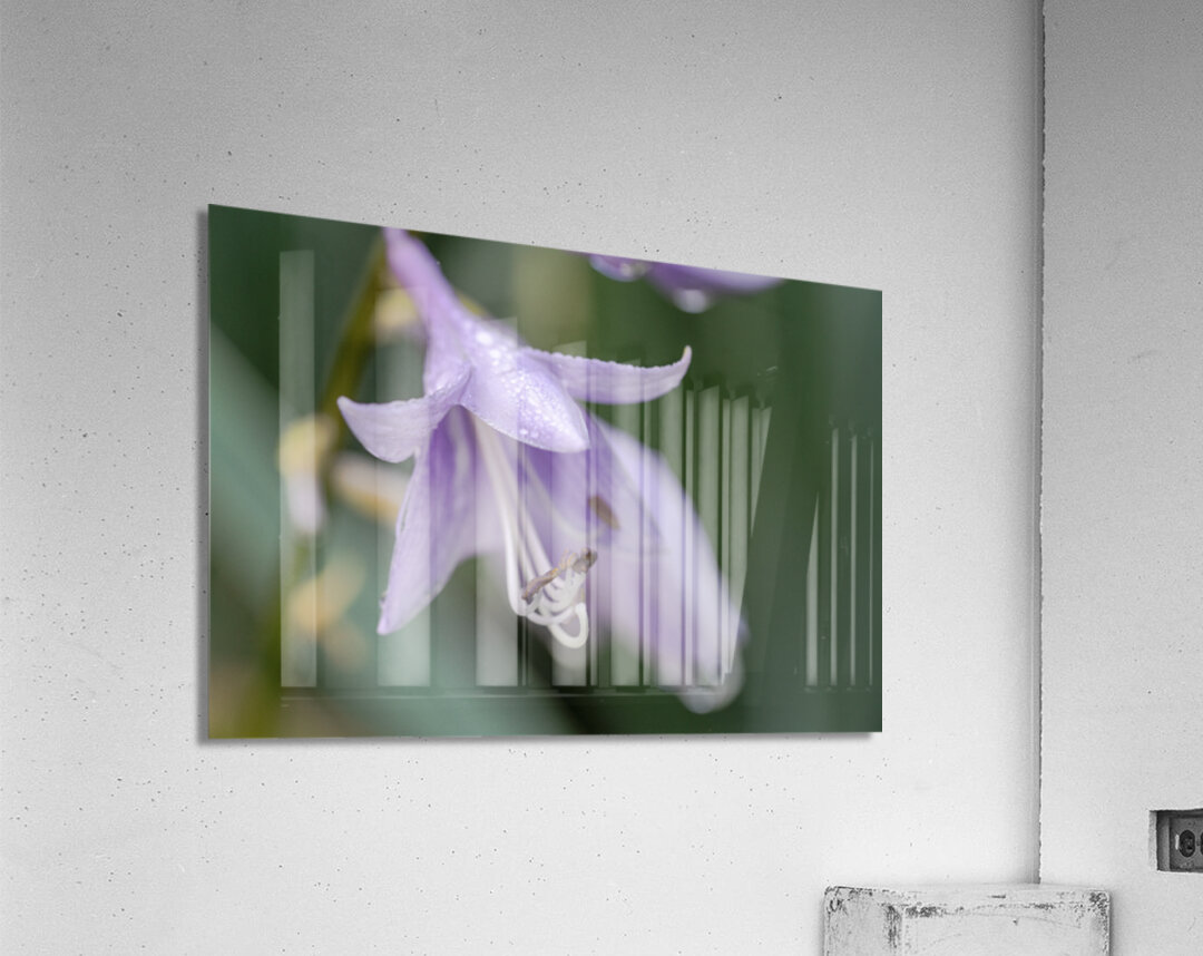 Breeze Blooms Acrylic Print