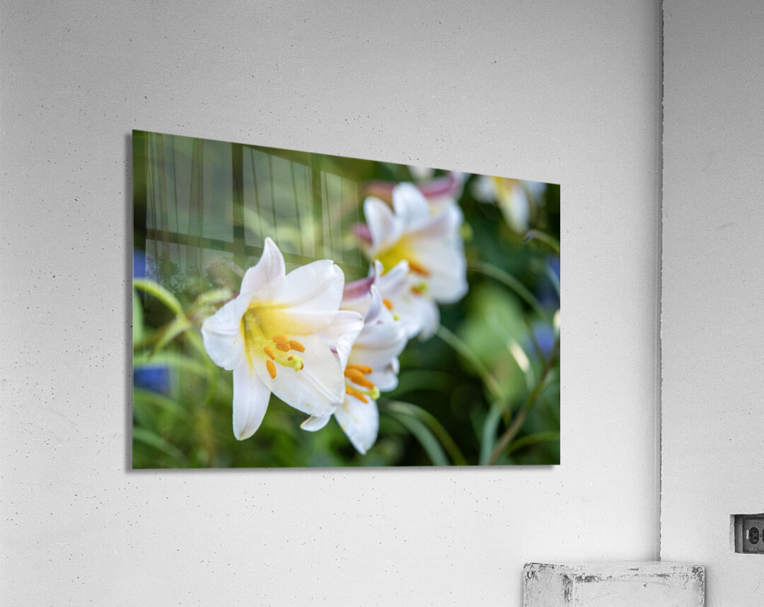 Easter Lily Acrylic Print