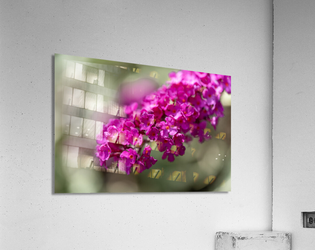 Orange Eye Acrylic Print