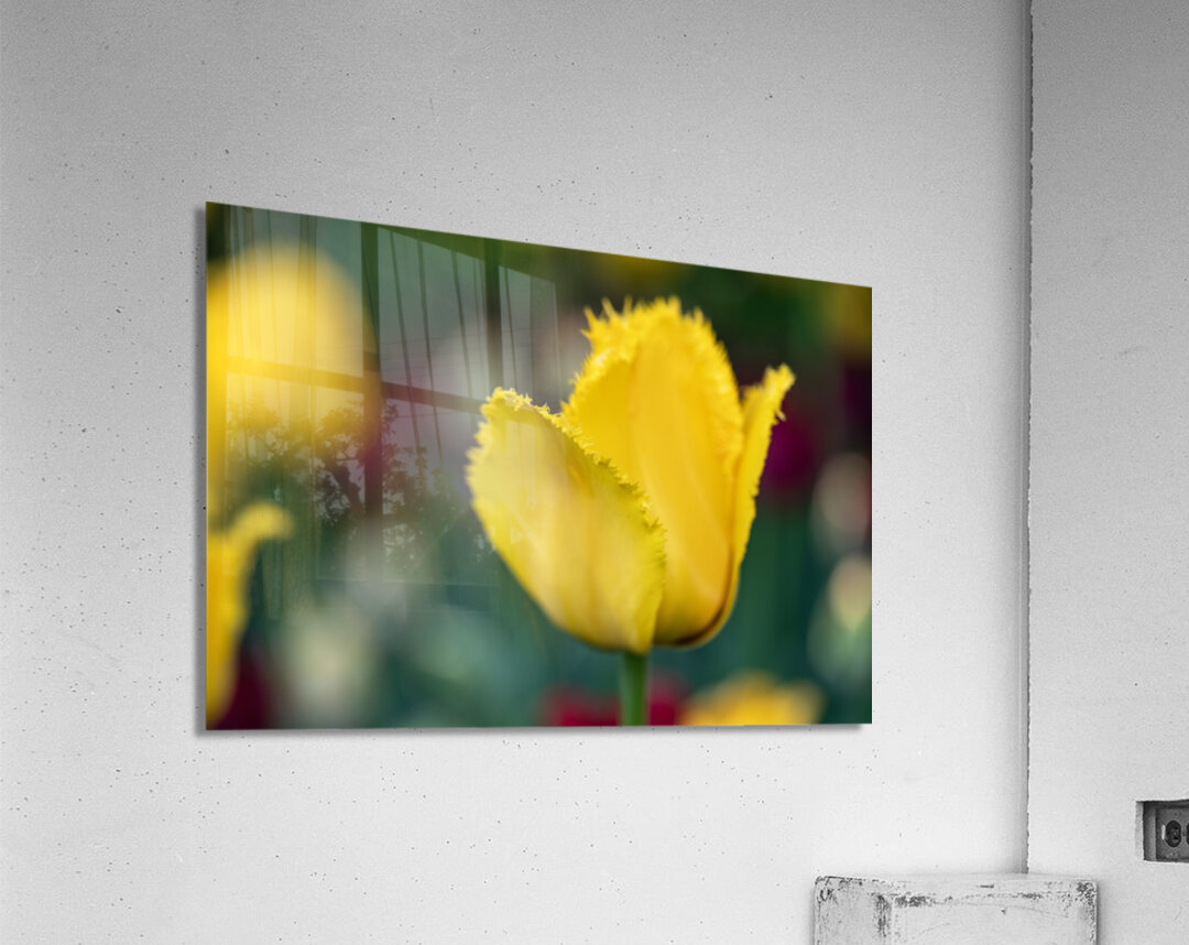 Call Me Fabiola Acrylic Print