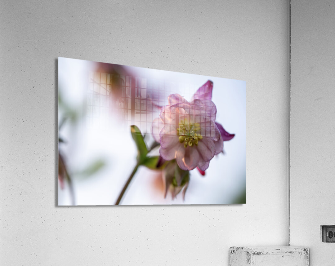 Delicacy Acrylic Print