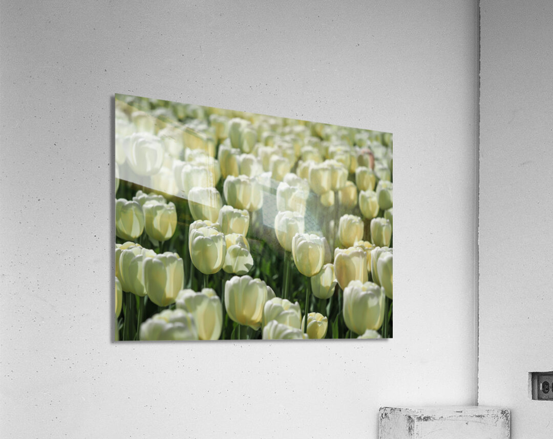Field Of White Tulips Acrylic Print