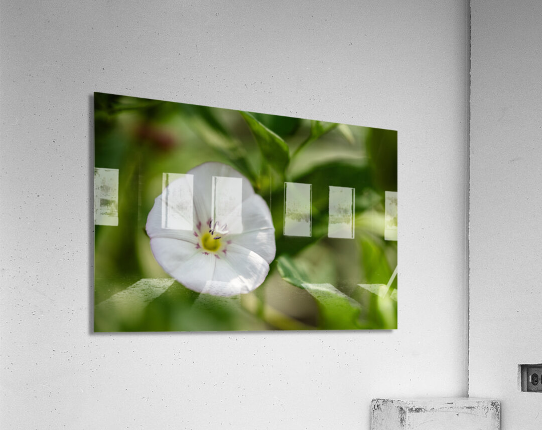 Little Glass Acrylic Print
