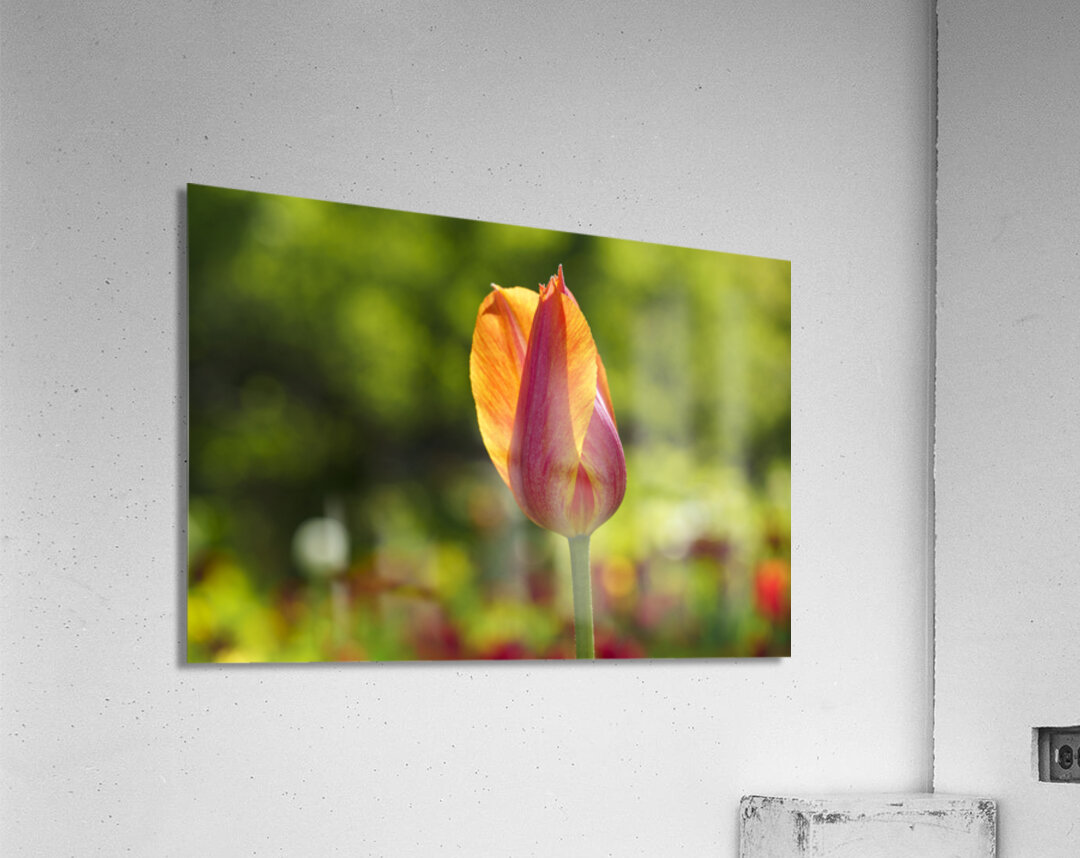 Darling Acrylic Print