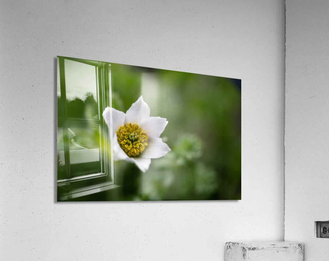 Darling 2 Acrylic Print