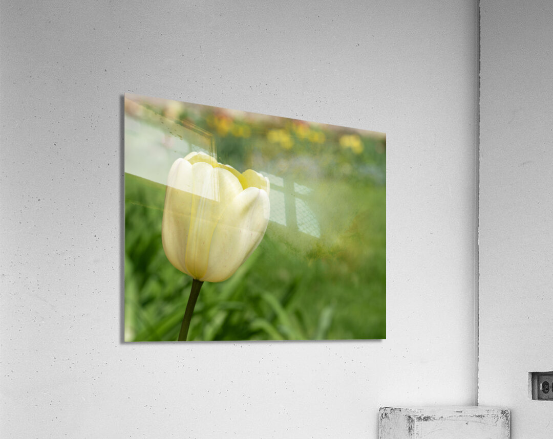 Soft as Yellow Acrylic Print
