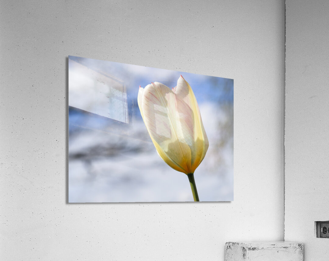 Head in the Clouds Acrylic Print