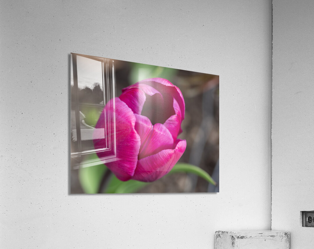 Pretty Pink Acrylic Print