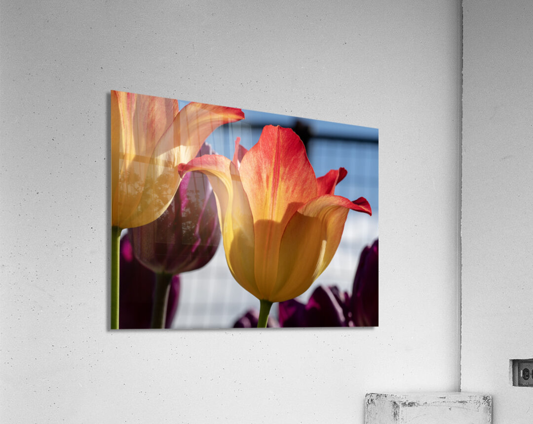 Enchanting Beauty Acrylic Print