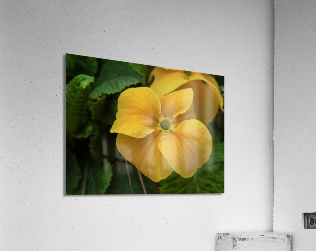 Call me Viola Acrylic Print