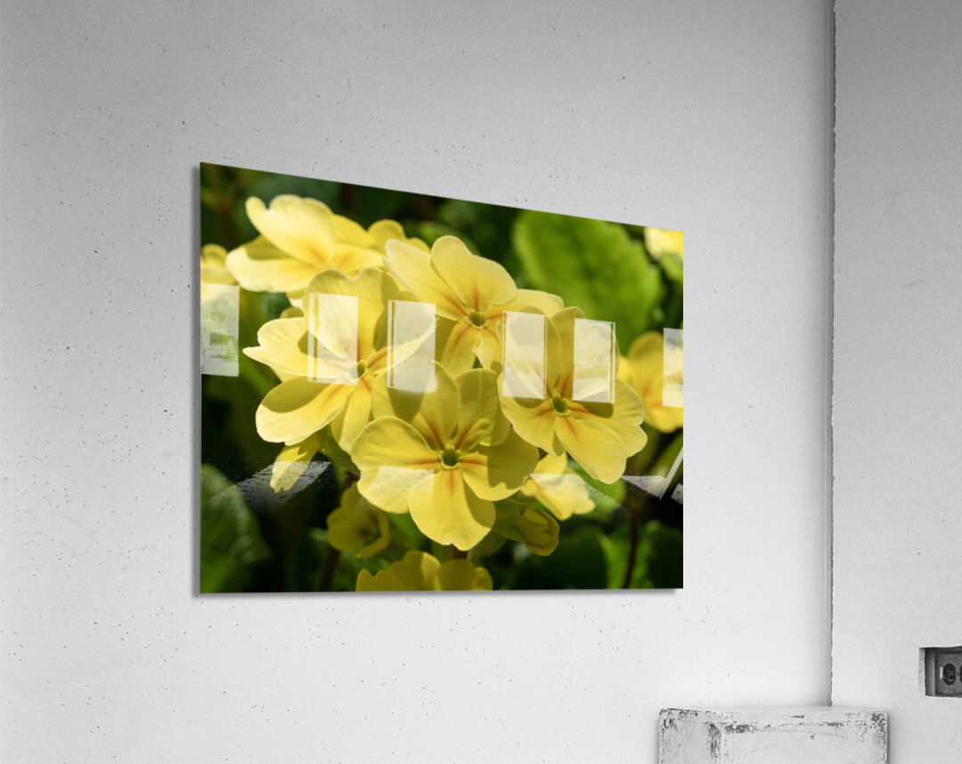 Cowslip Acrylic Print