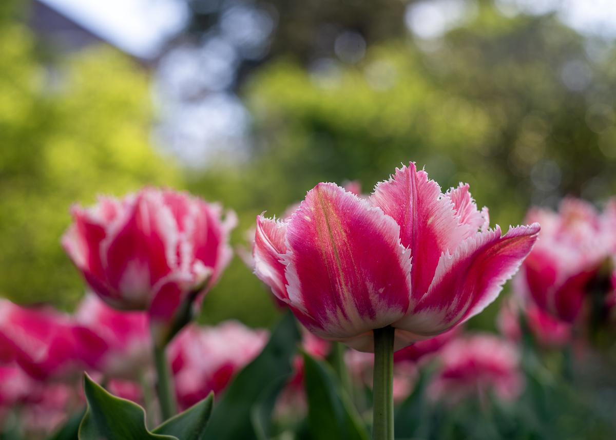 Impression de cadre personnalisé