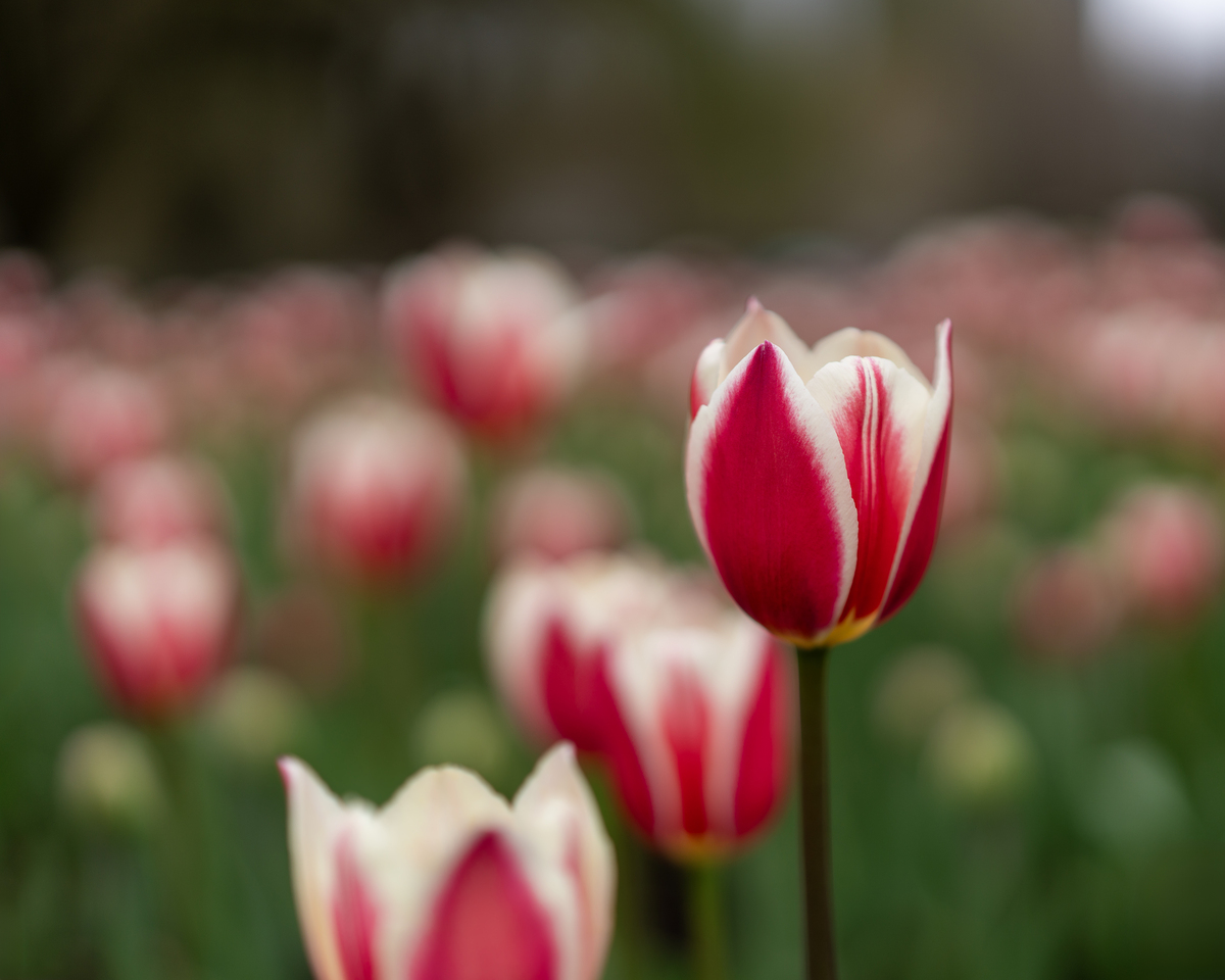 Impression de cadre personnalisé