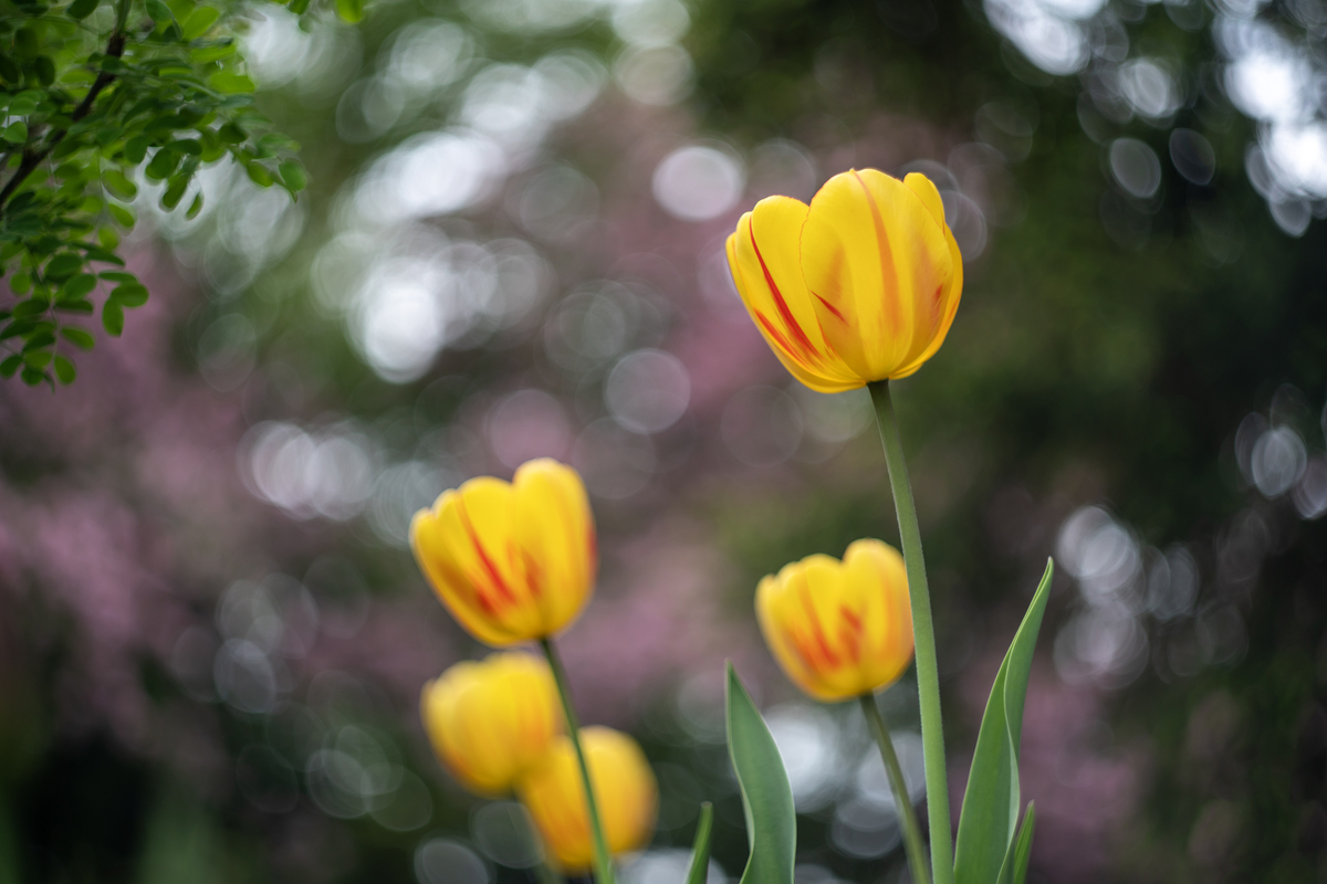 Impression de cadre personnalisé