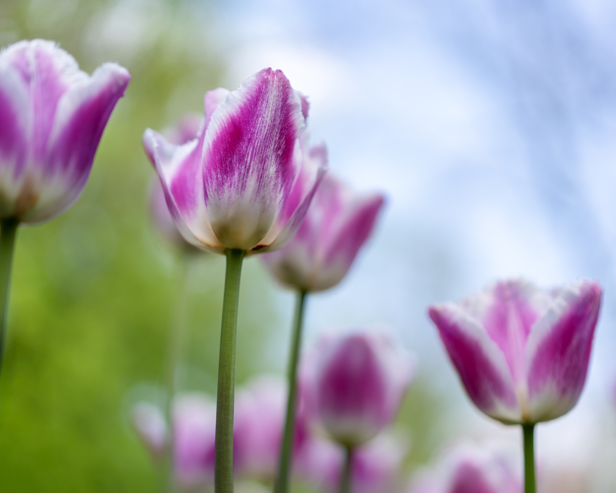 Impression de cadre personnalisé