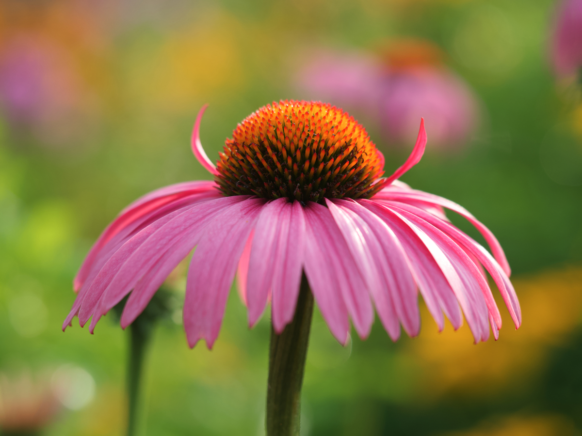 Impression de cadre personnalisé