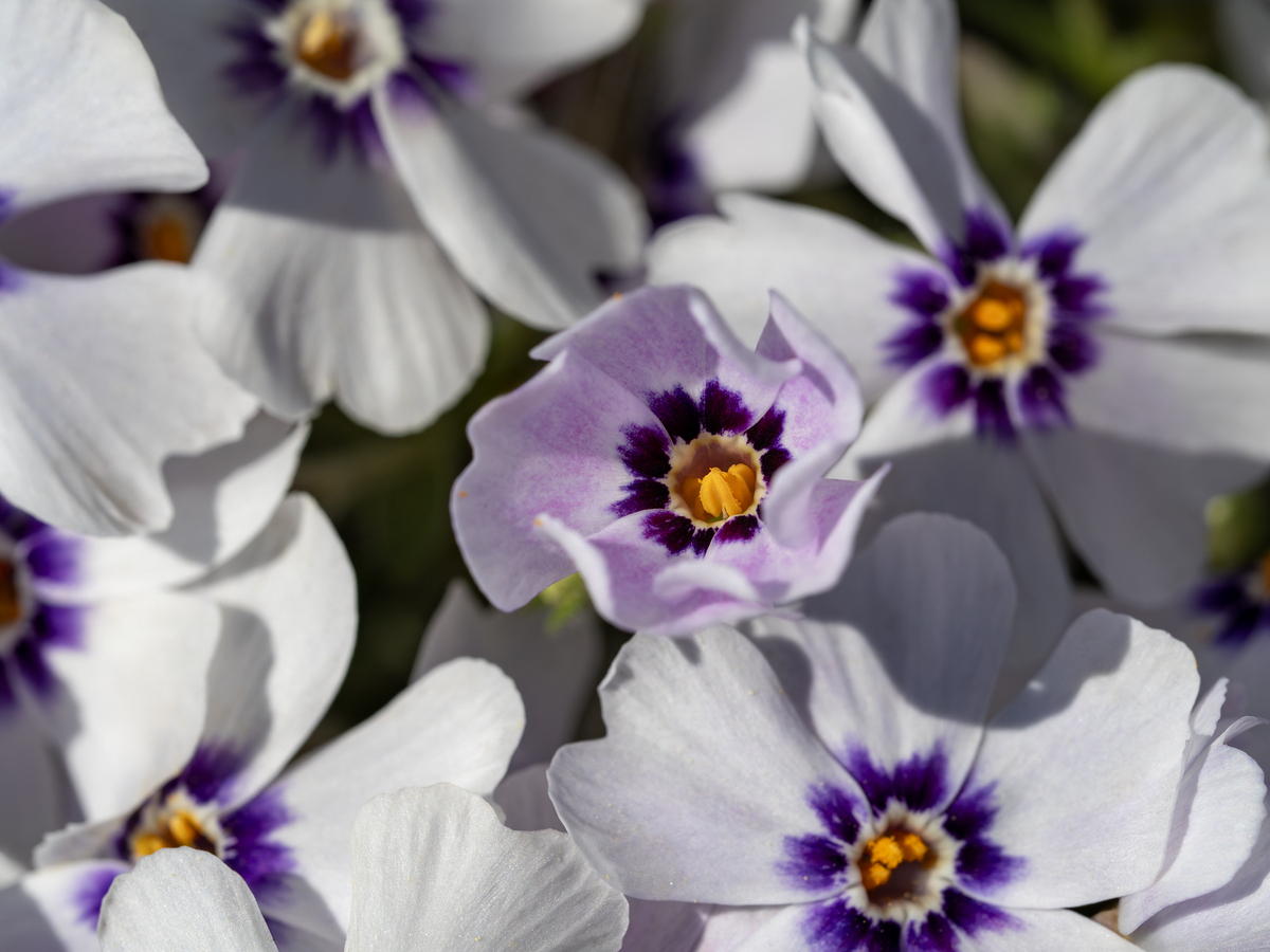 Impression de cadre personnalisé