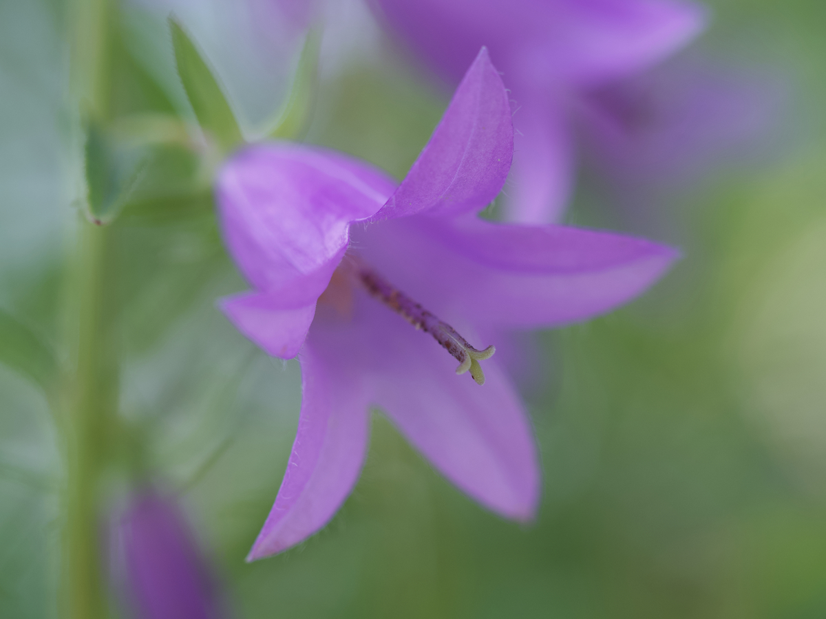 Impression de cadre personnalisé