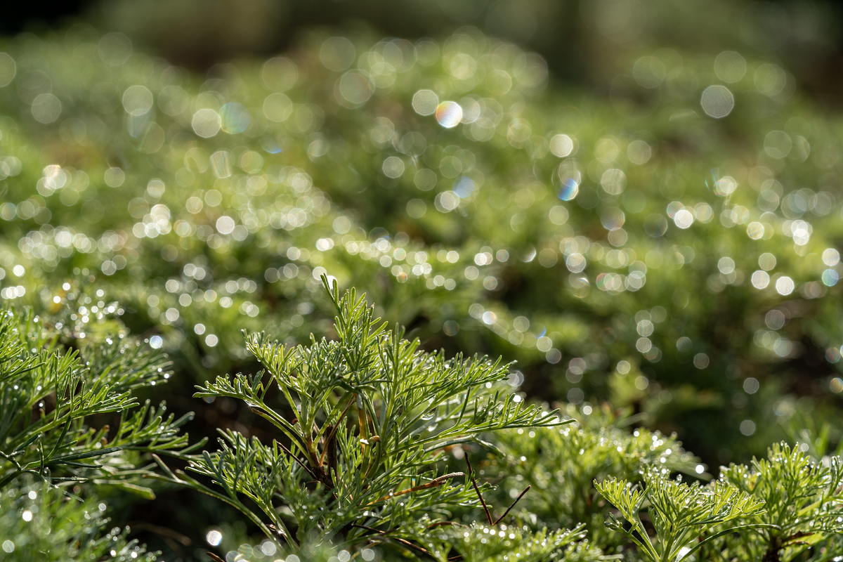 Impression de cadre personnalisé